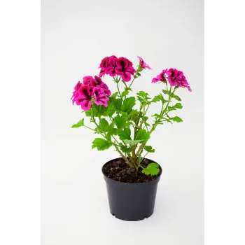 Natural Gerbera Daisy Plant